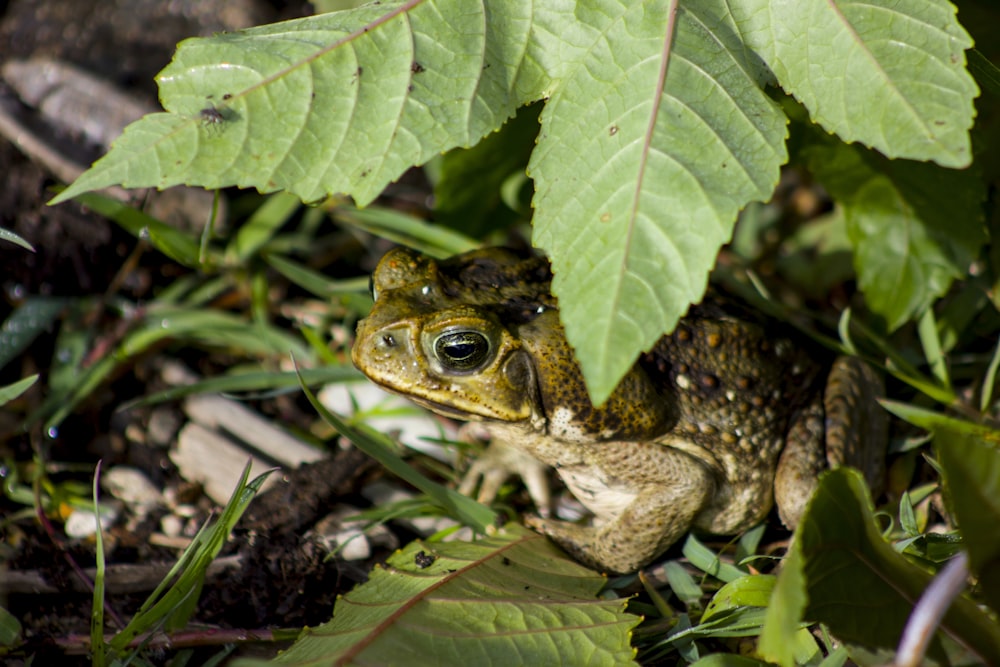brown frog on green leaves