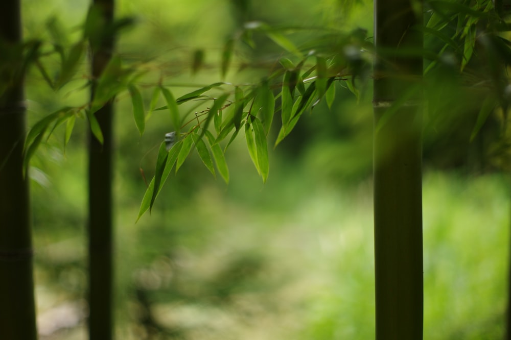 green leaves in tilt shift lens