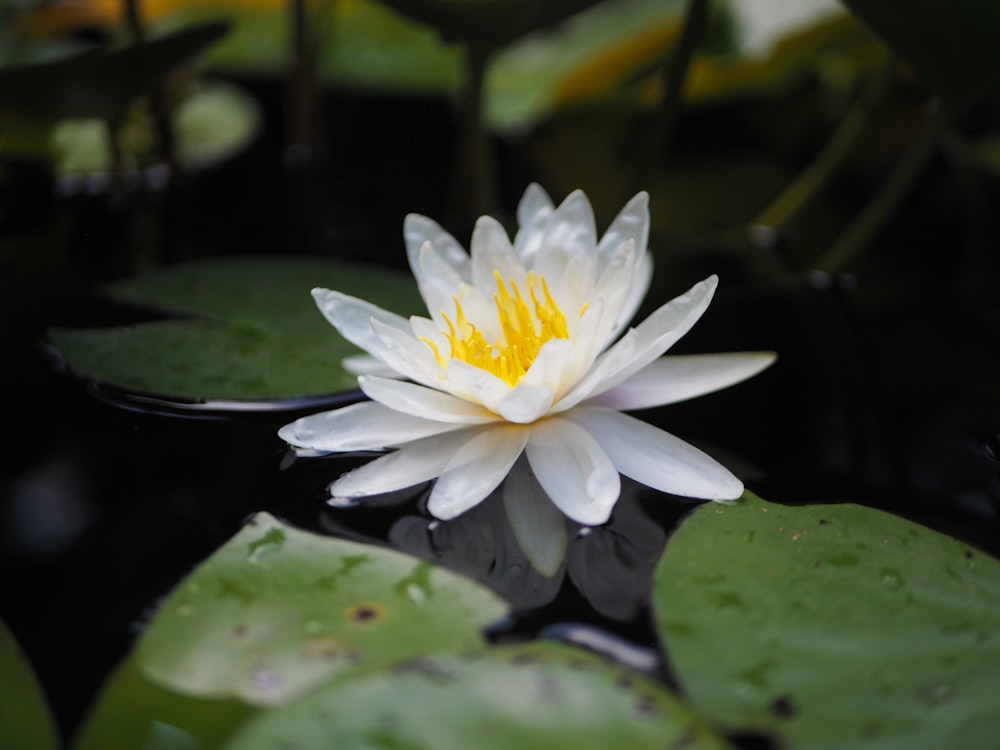 Flor de loto blanca en flor durante el día