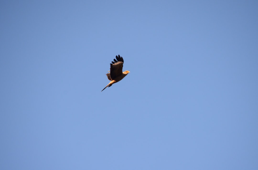 black and white bird flying under blue sky during daytime