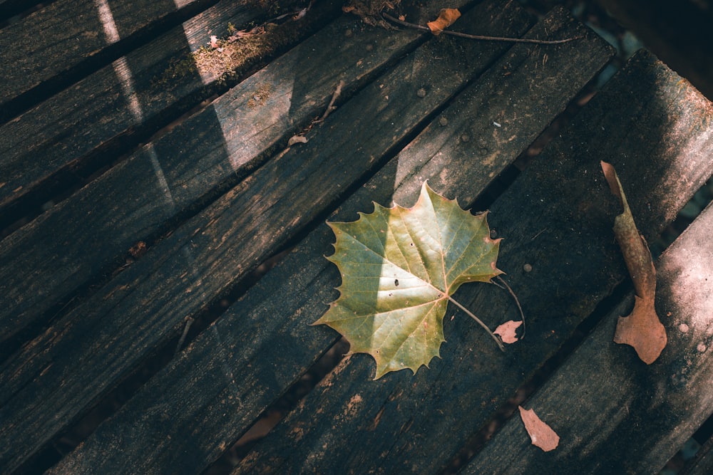 green maple leaf on brown wooden surface