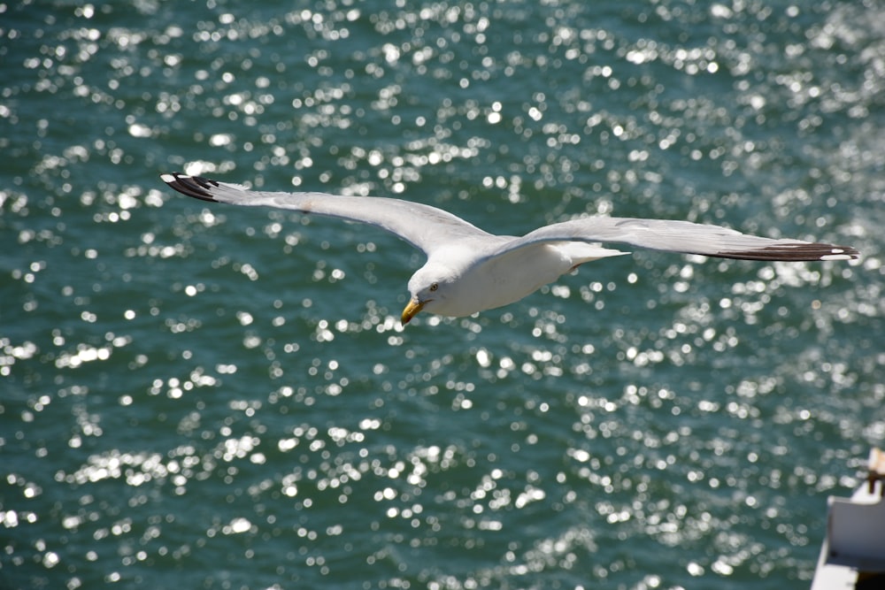 Weißer Vogel, der tagsüber über das Meer fliegt