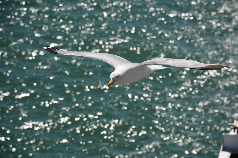 white bird flying over the sea during daytime