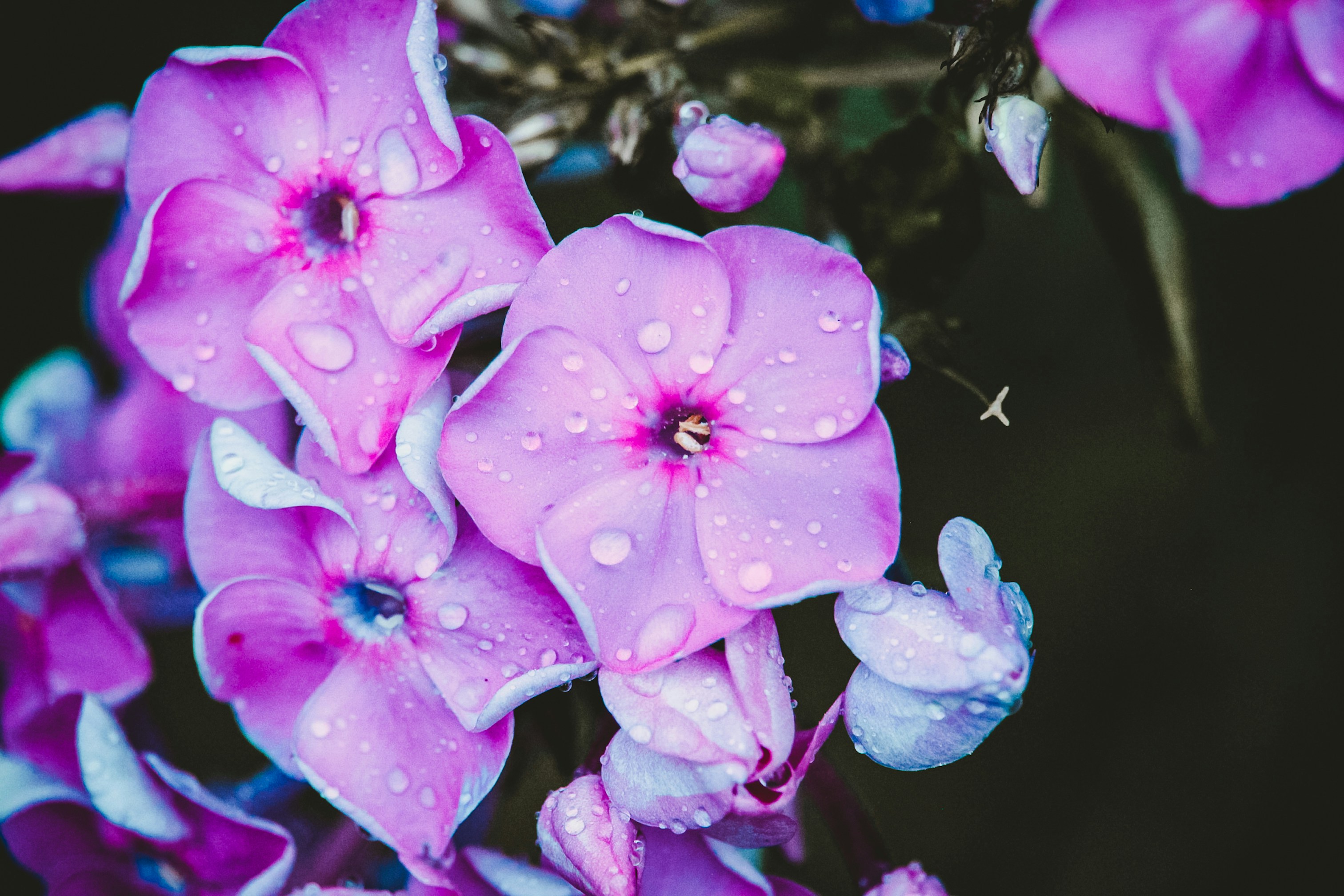 Photo by californong