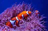clown fish on coral reef