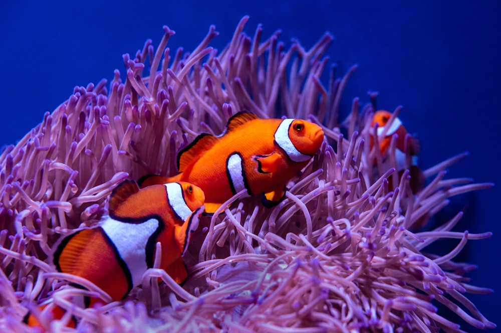 Poisson-clown sur récif corallien