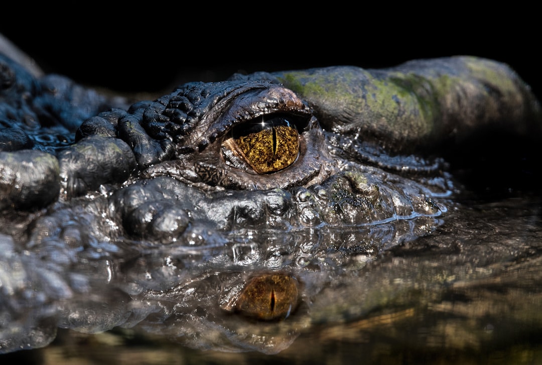 black crocodile on body of water