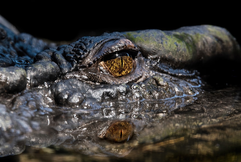 crocodilo preto no corpo de água