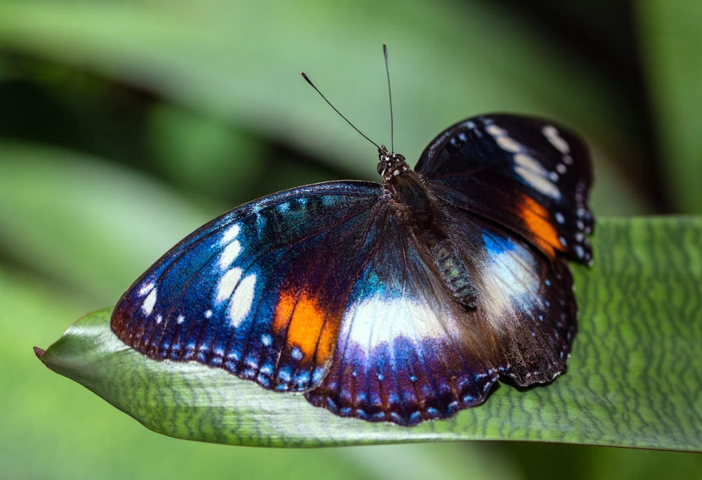 borboleta preta branca e laranja empoleirada na folha verde em fotografia de perto durante o dia