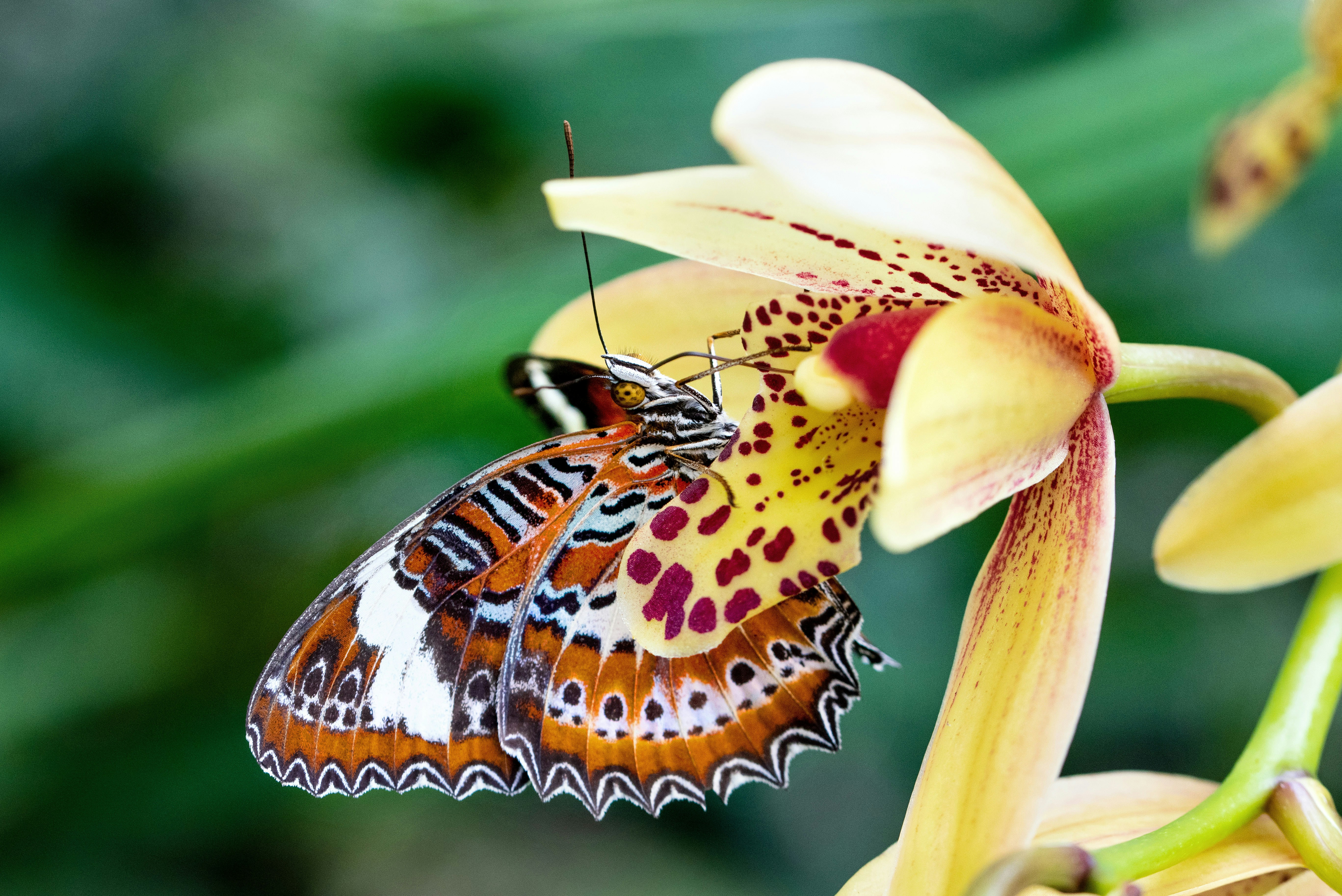 In this photo i like the way the delicate patterns of both the orchid and the butterfly blend into each other. Orange Lacewing butterfly and an orchid flower (Cymbidium cultivar?). Conservatory in the Cairns Botanic grdens.