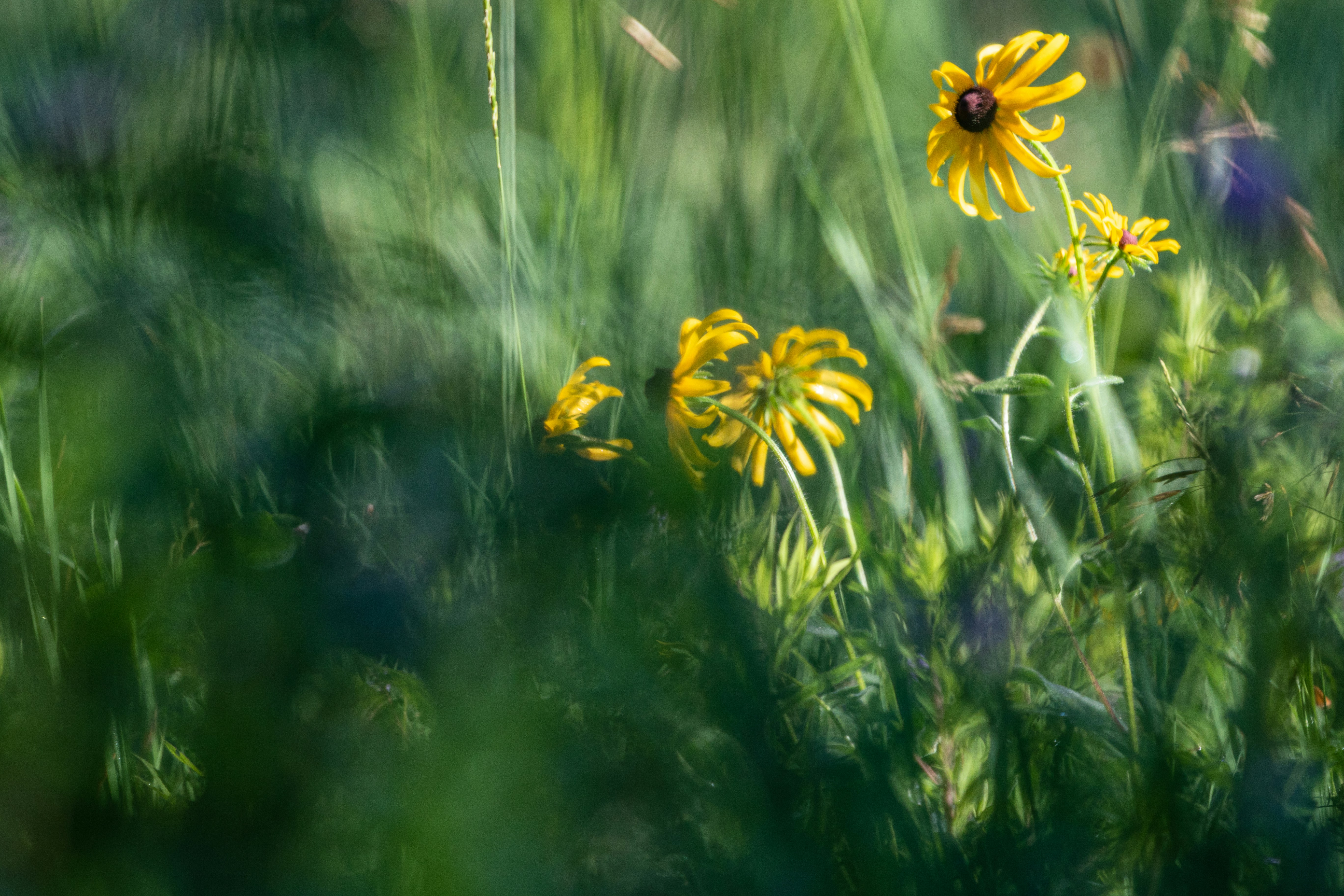 Dreamy black eyed susans in early morning light.