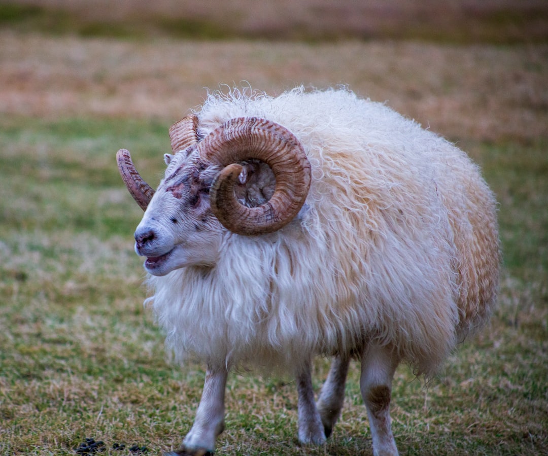 white sheep on green grass field during daytime