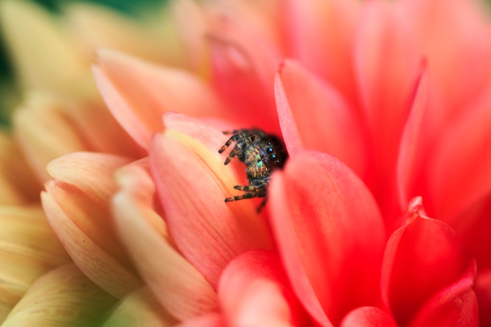 black and yellow bee on pink flower