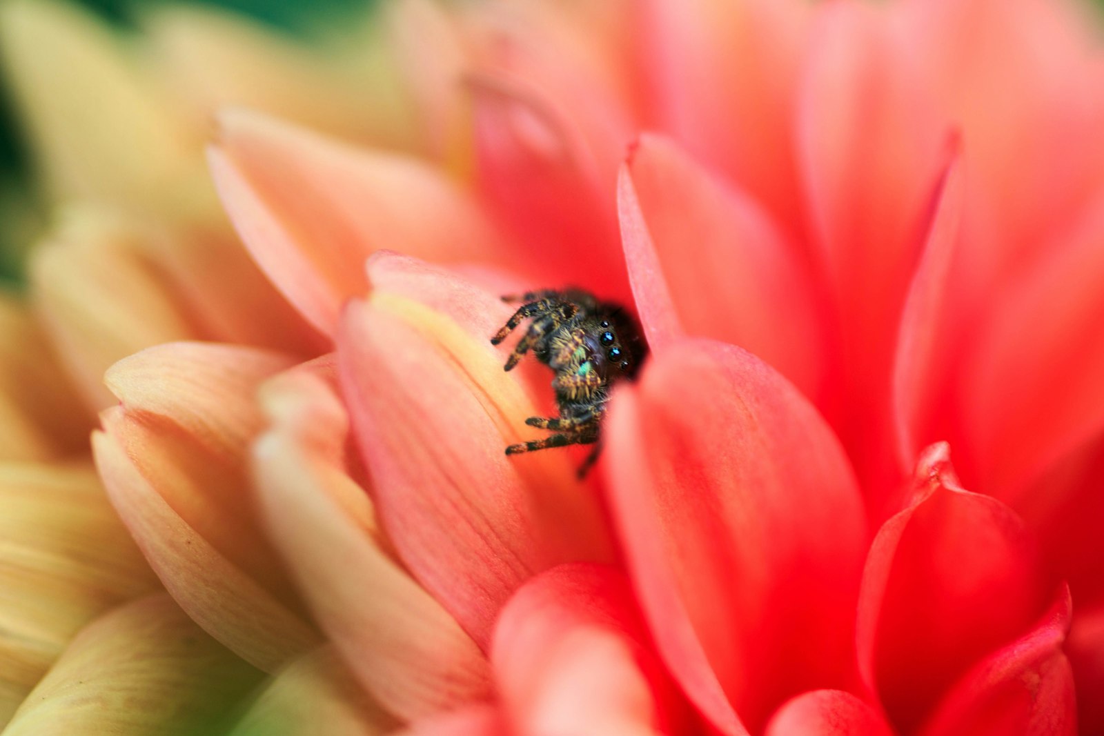 Tamron SP AF 90mm F2.8 Di Macro sample photo. Black and yellow bee photography