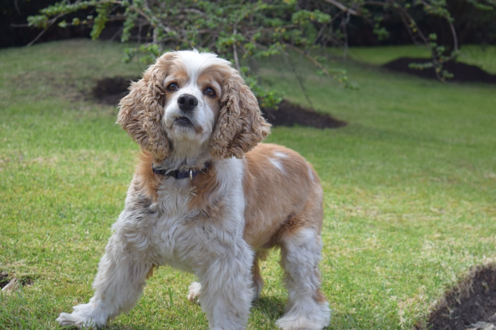 昼間、緑の芝生の上の白と茶色の長いコートの犬