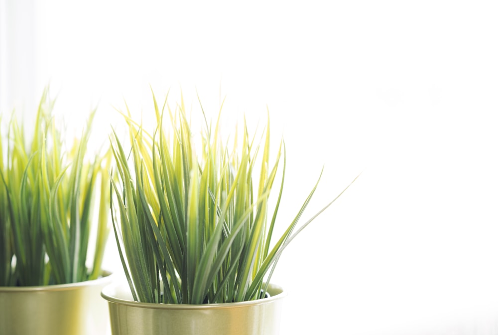 green plant on white ceramic pot