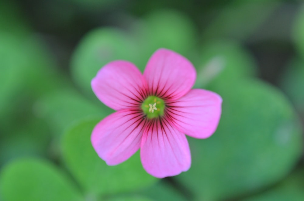 purple flower in tilt shift lens