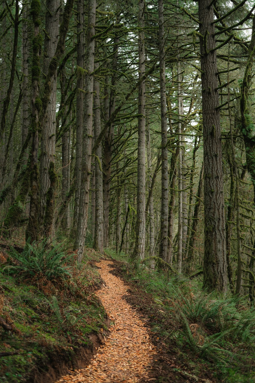 green trees on brown soil