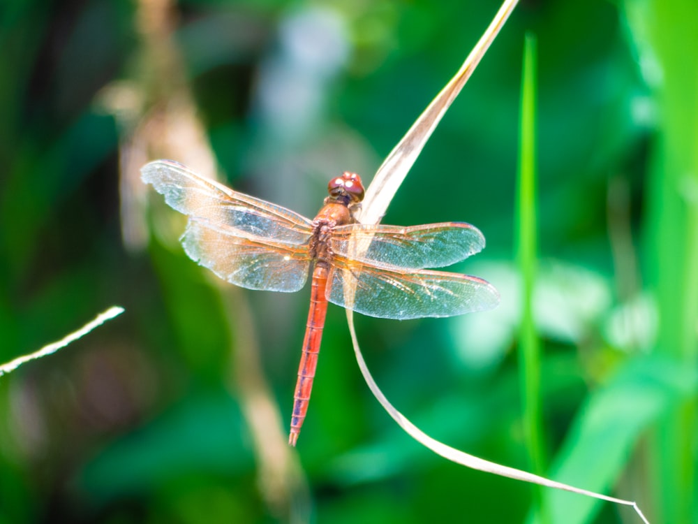 brown and black dragonfly perched on brown stem in close up photography during daytime
