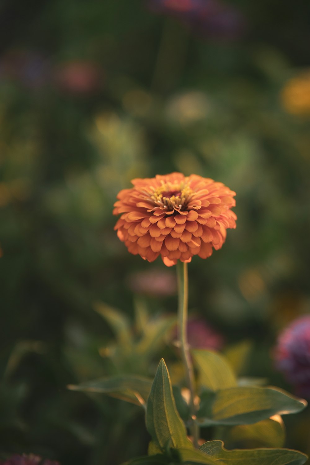 orange flower in tilt shift lens