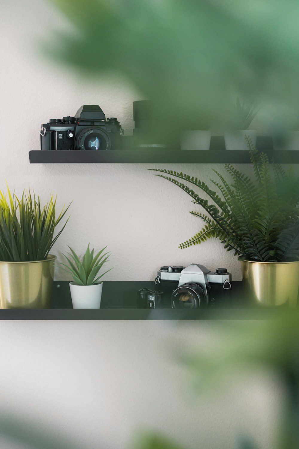 a couple of plants sitting on top of a shelf