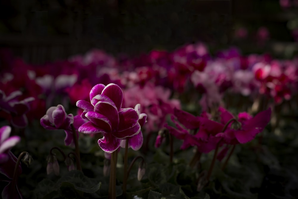 pink flowers in tilt shift lens