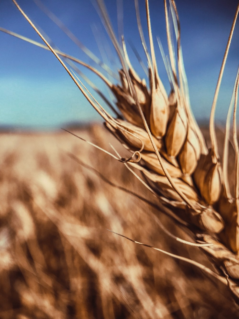 brown wheat in close up photography