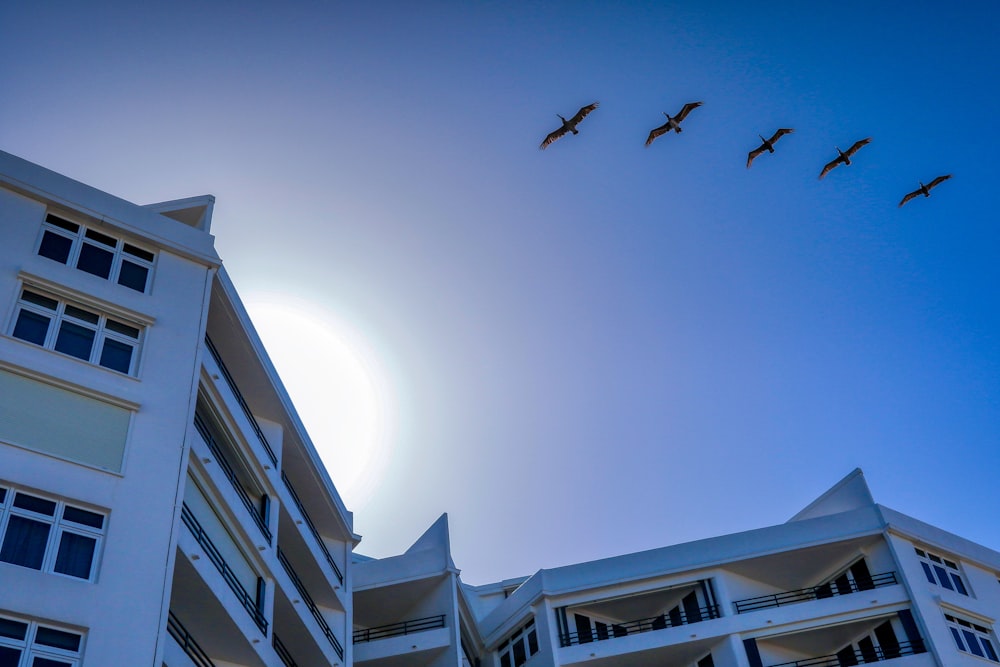 낮 동안 흰색 콘크리트 건물 위로 날아가는 새 무리의 낮은 각도 사진