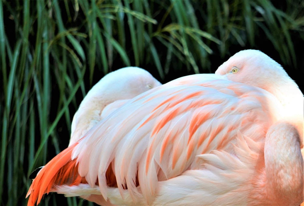 pink flamingo in close up photography