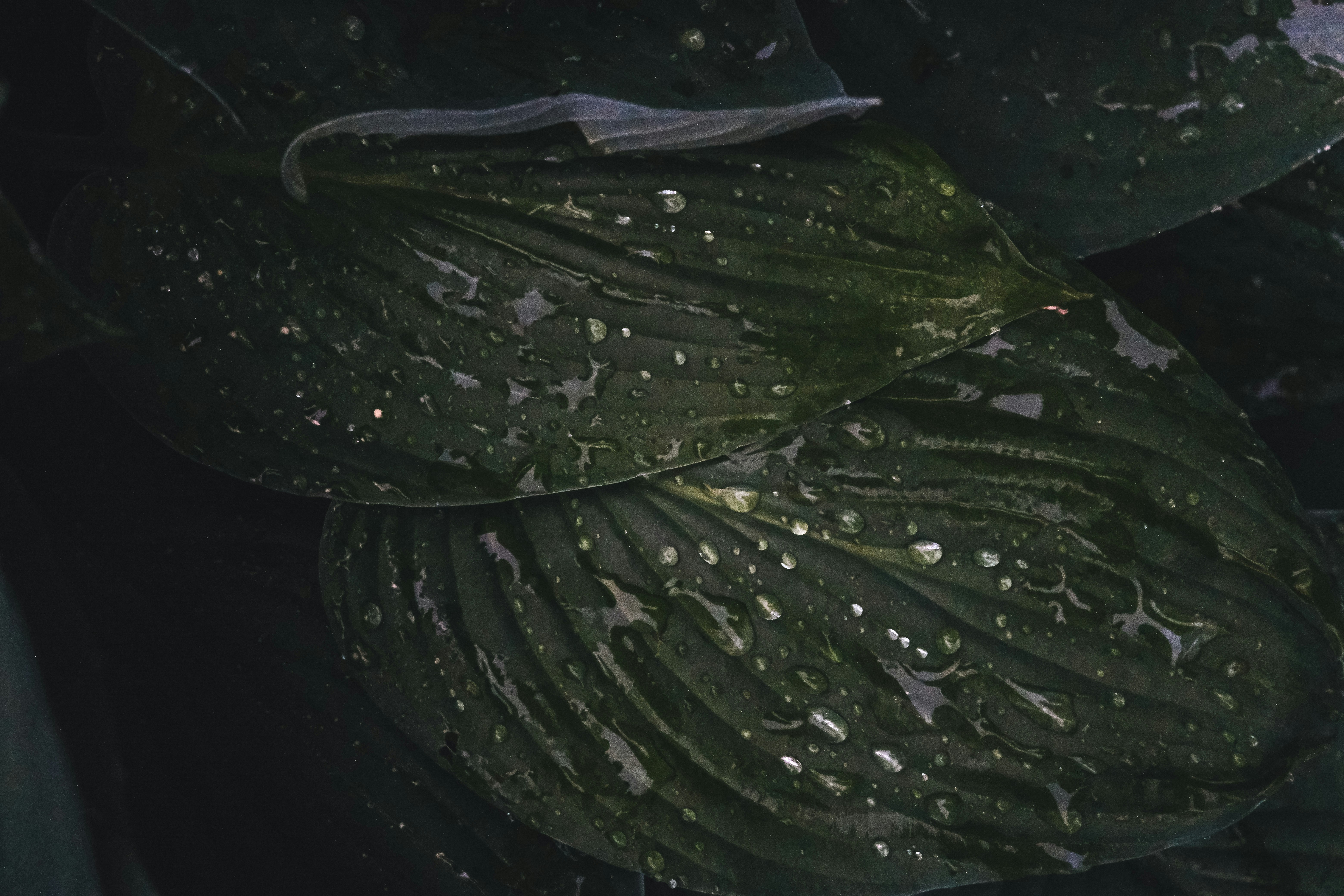 喀尔巴阡雨鱼绿光粉尘—大自然的神秘馈赠