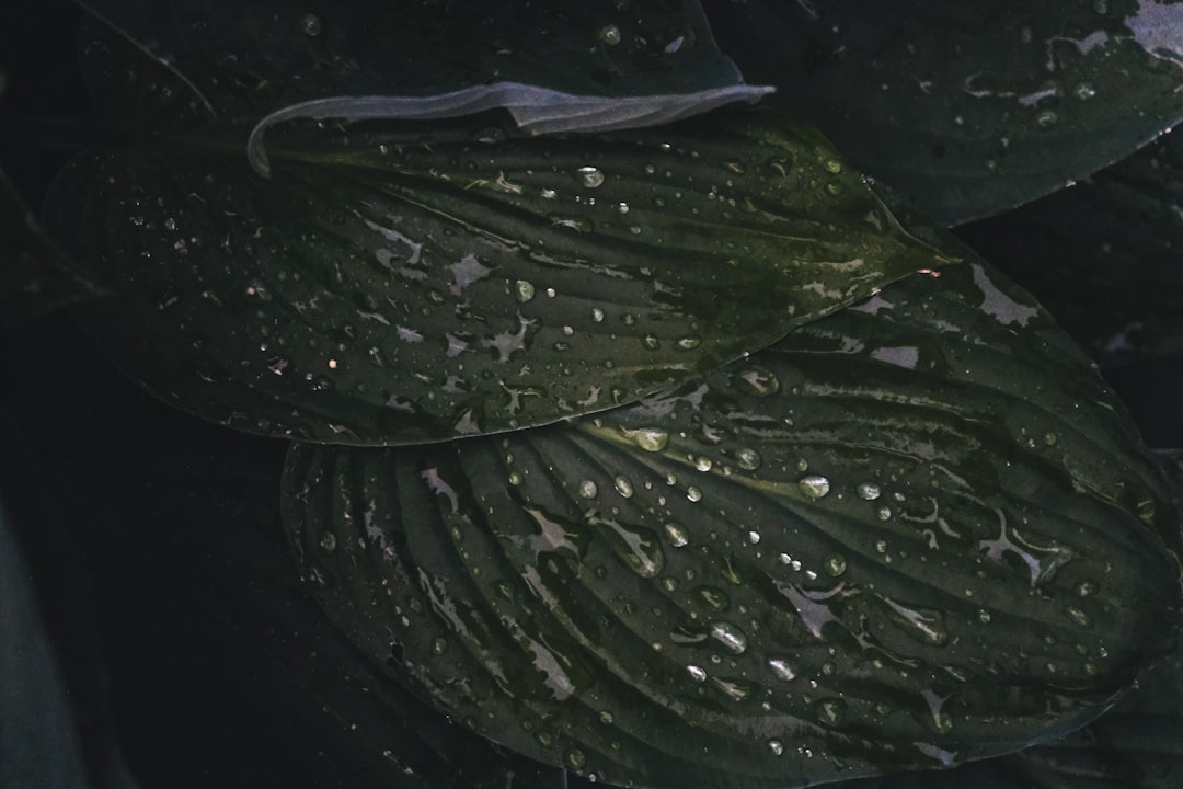 green and white floral textile