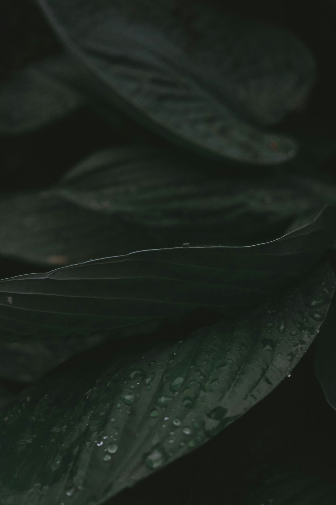 water droplets on green leaf