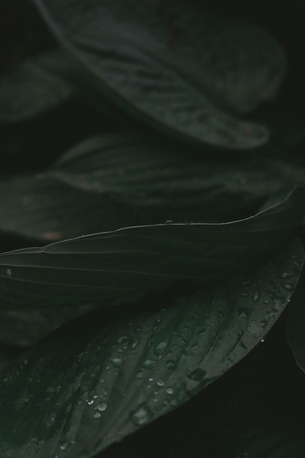 water droplets on green leaf