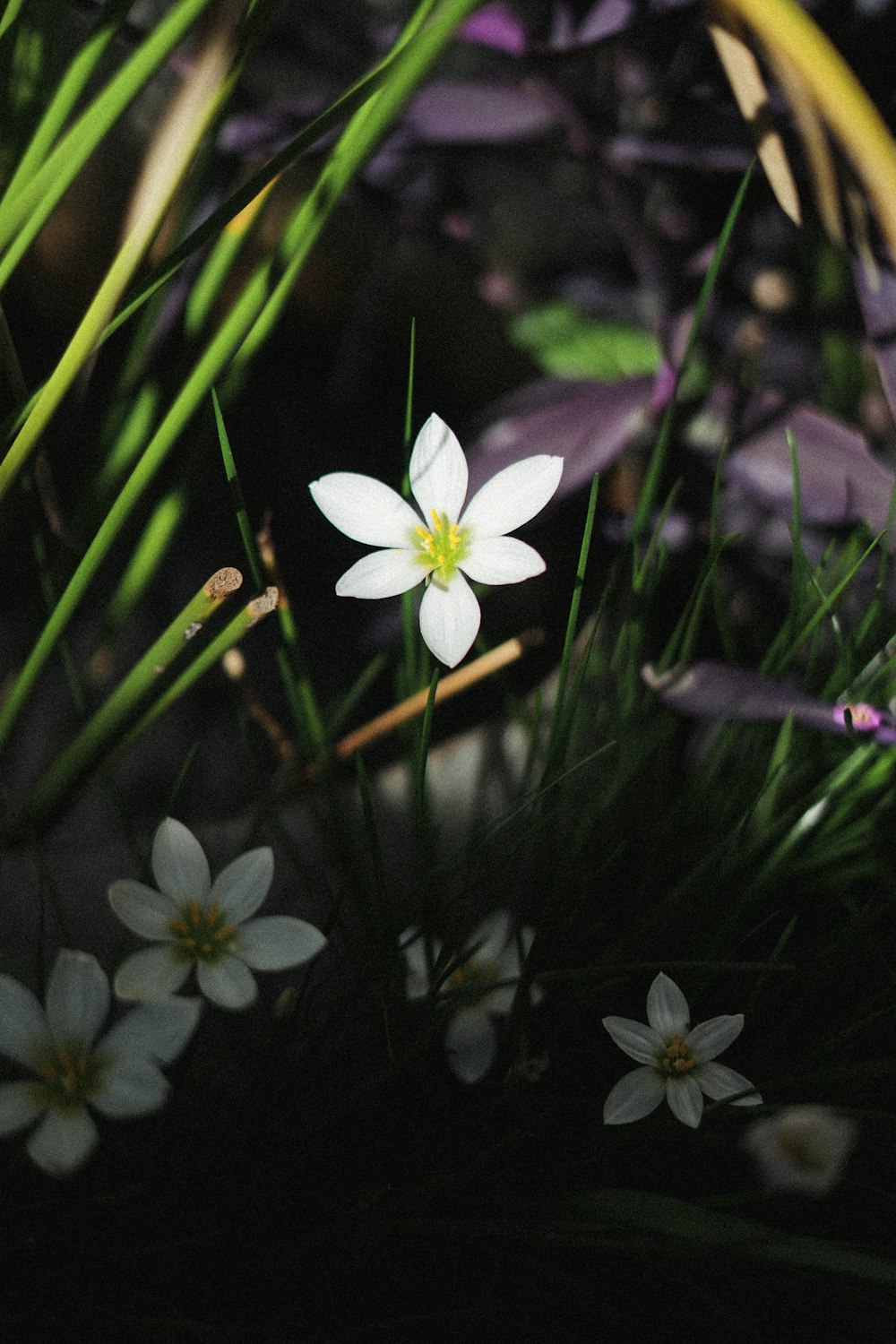 white and purple flower in bloom