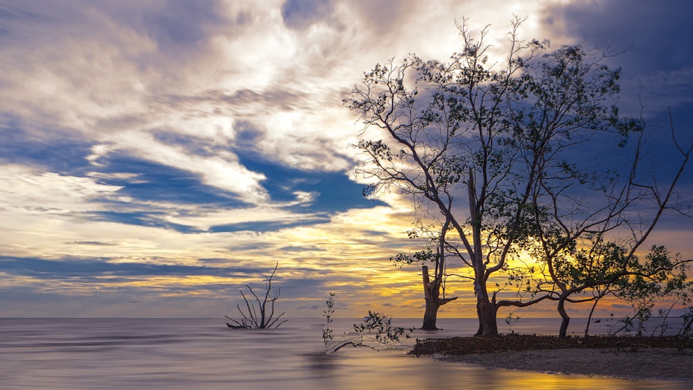 leafless tree on body of water during sunset