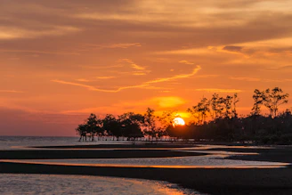 silhouette of trees near body of water during sunset