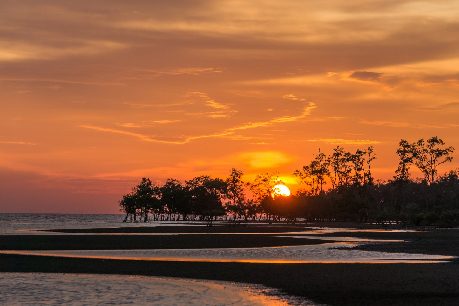 silhouette of trees near body of water during sunset