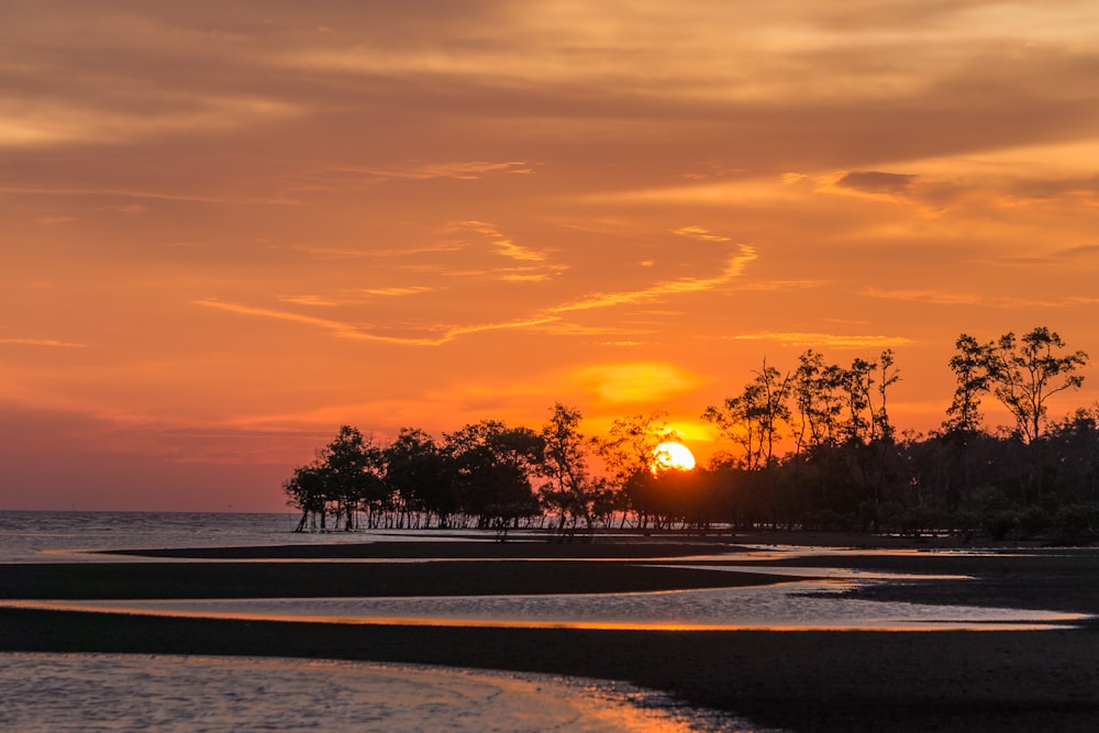 silhouette of trees near body of water during sunset