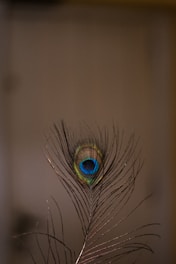 peacock feather in close up photography