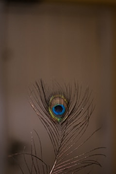 peacock feather in close up photography