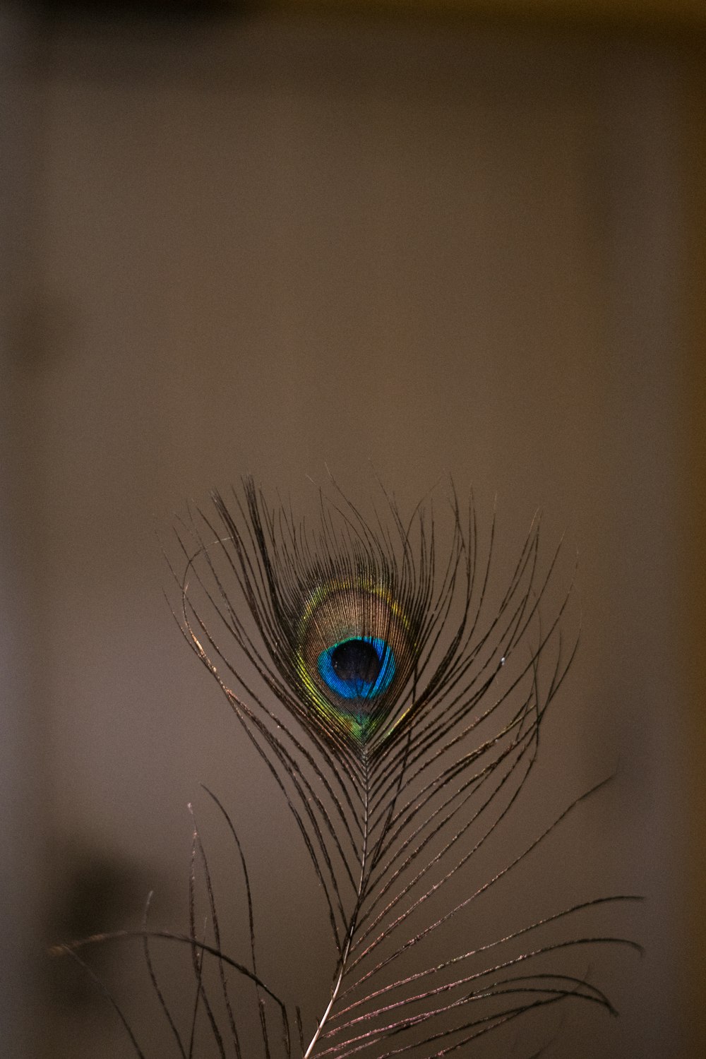 Pluma de pavo real en fotografía de primer plano