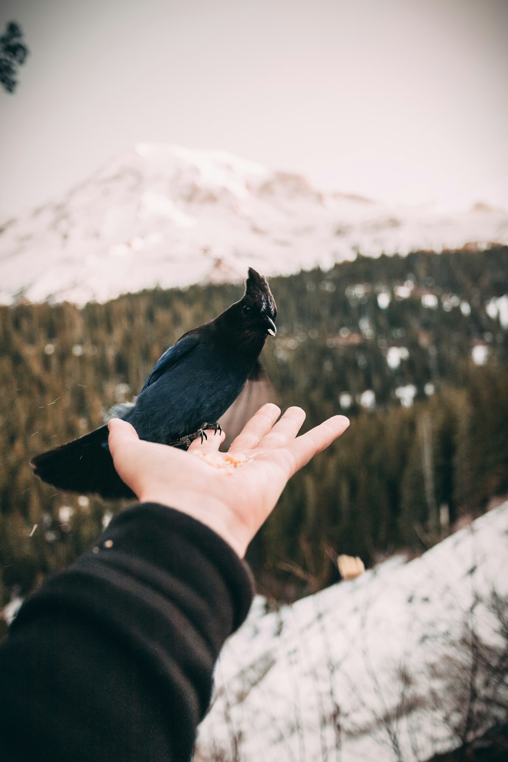 blue bird on persons hand