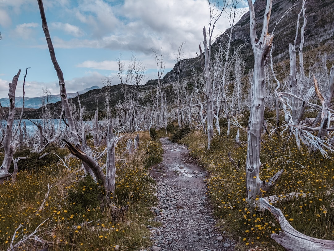 Nature reserve photo spot Torres del Paine Torres del Paine National Park