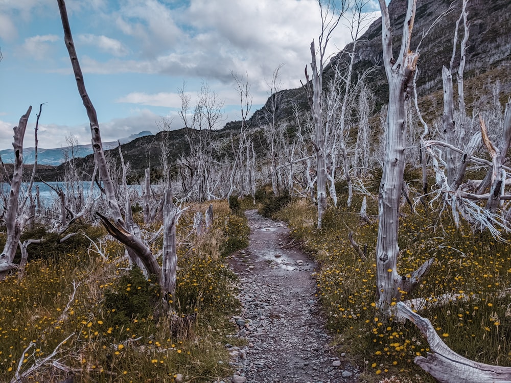 alberi spogli sul campo di erba verde sotto il cielo nuvoloso bianco durante il giorno