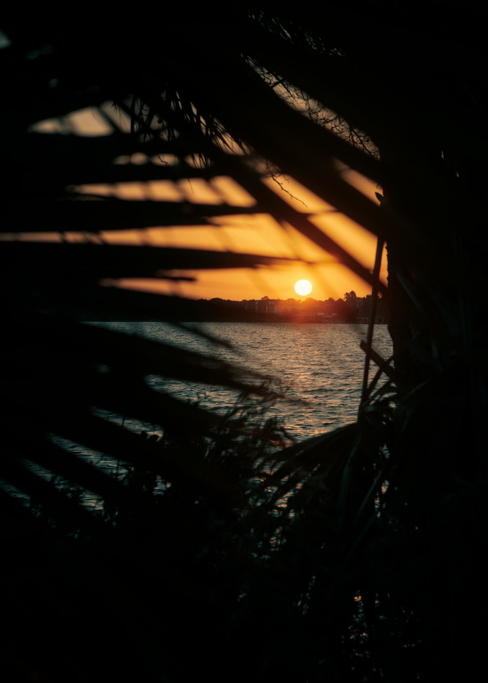 silhouette of plants near body of water during sunset