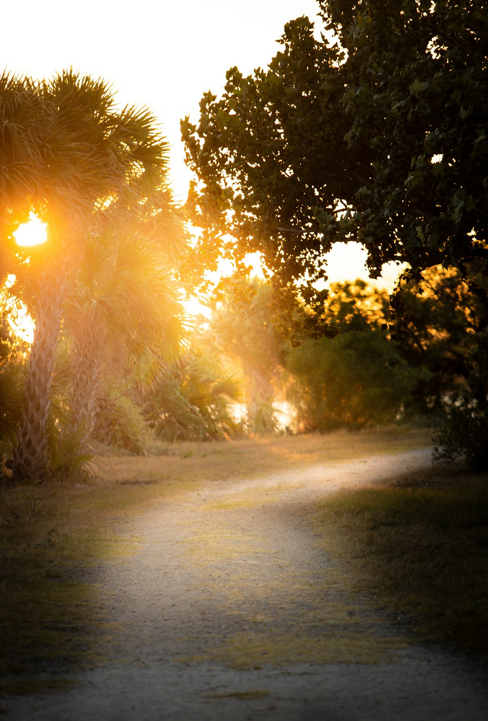 sun rays coming through trees