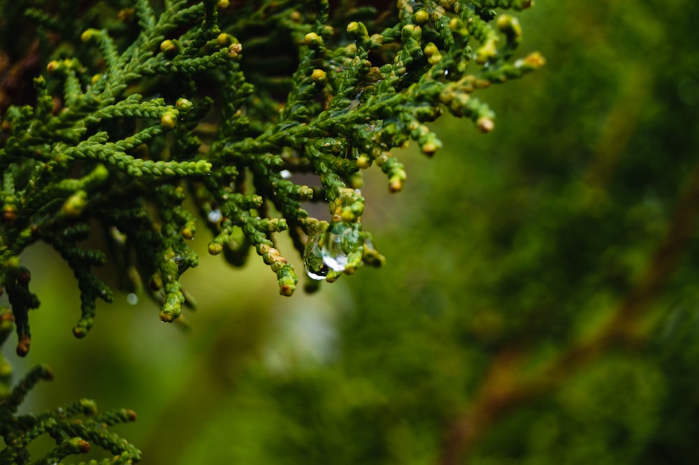 planta verde com gotículas de água