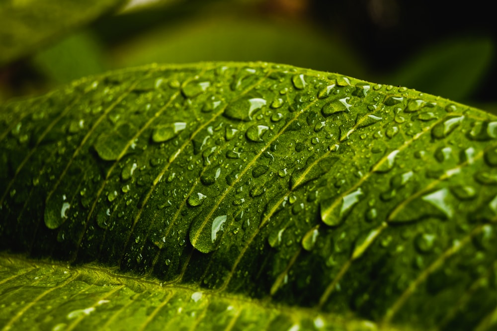 water droplets on green leaf