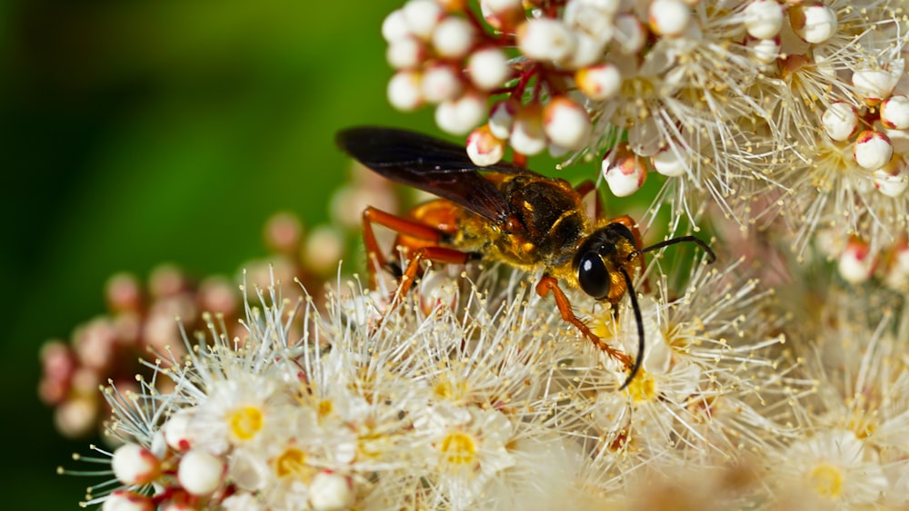 black and brown bee on white flower