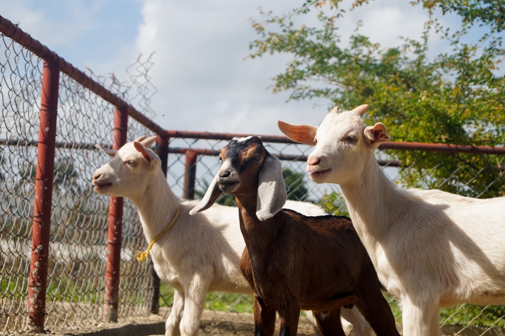 rebaño de cabras en campo de hierba verde durante el día